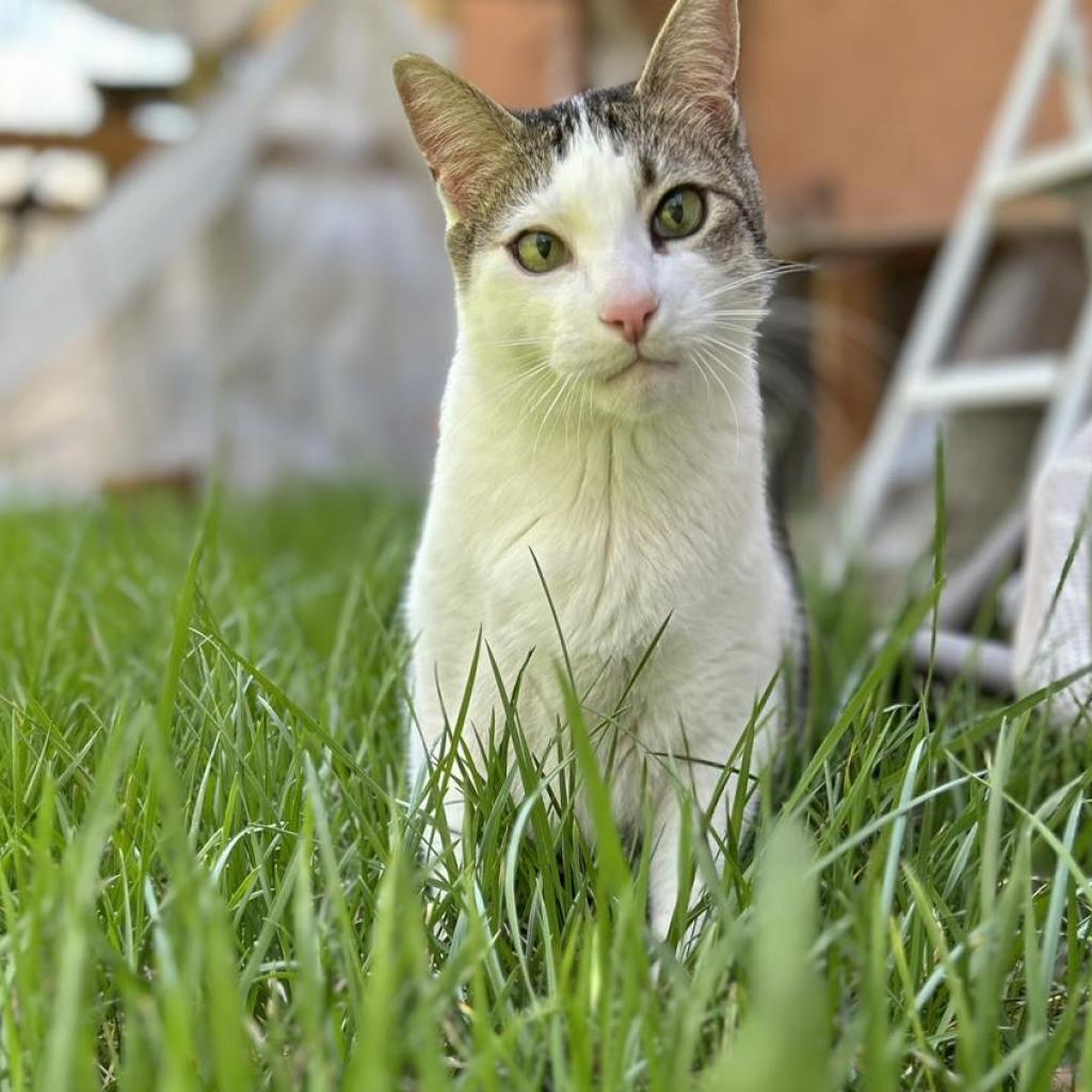 Link (Lincoln), a Adoptable mixed breed in Bountiful, UT image 3/6