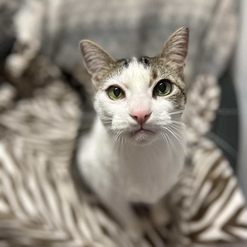 Link (Lincoln), a Adoptable mixed breed in Bountiful, UT image 4/6