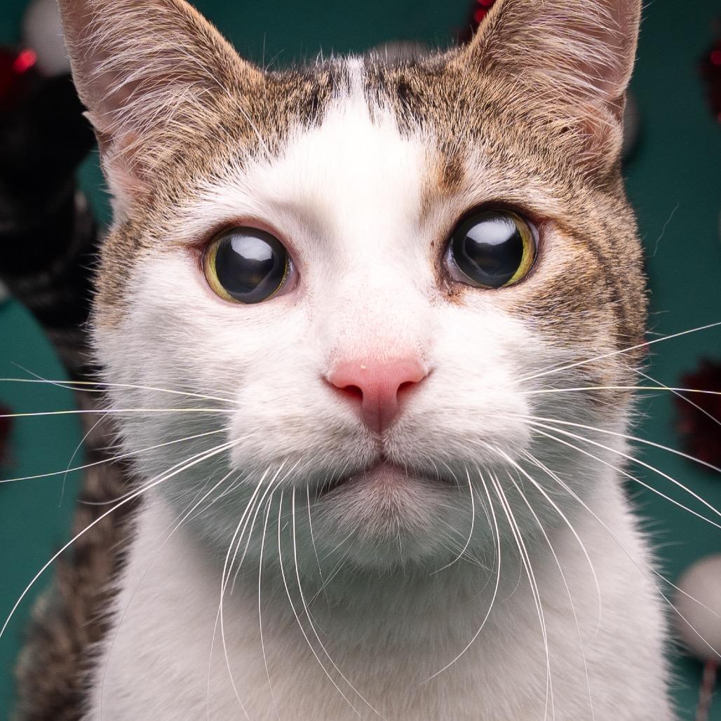 Link (Lincoln) — thumbnail 5