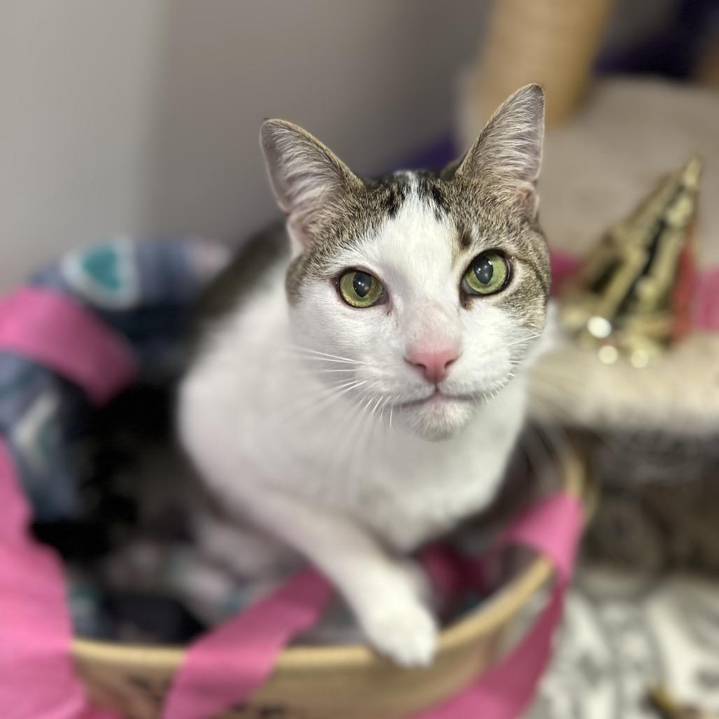 Link (Lincoln), a Adoptable mixed breed in Bountiful, UT image 6/6