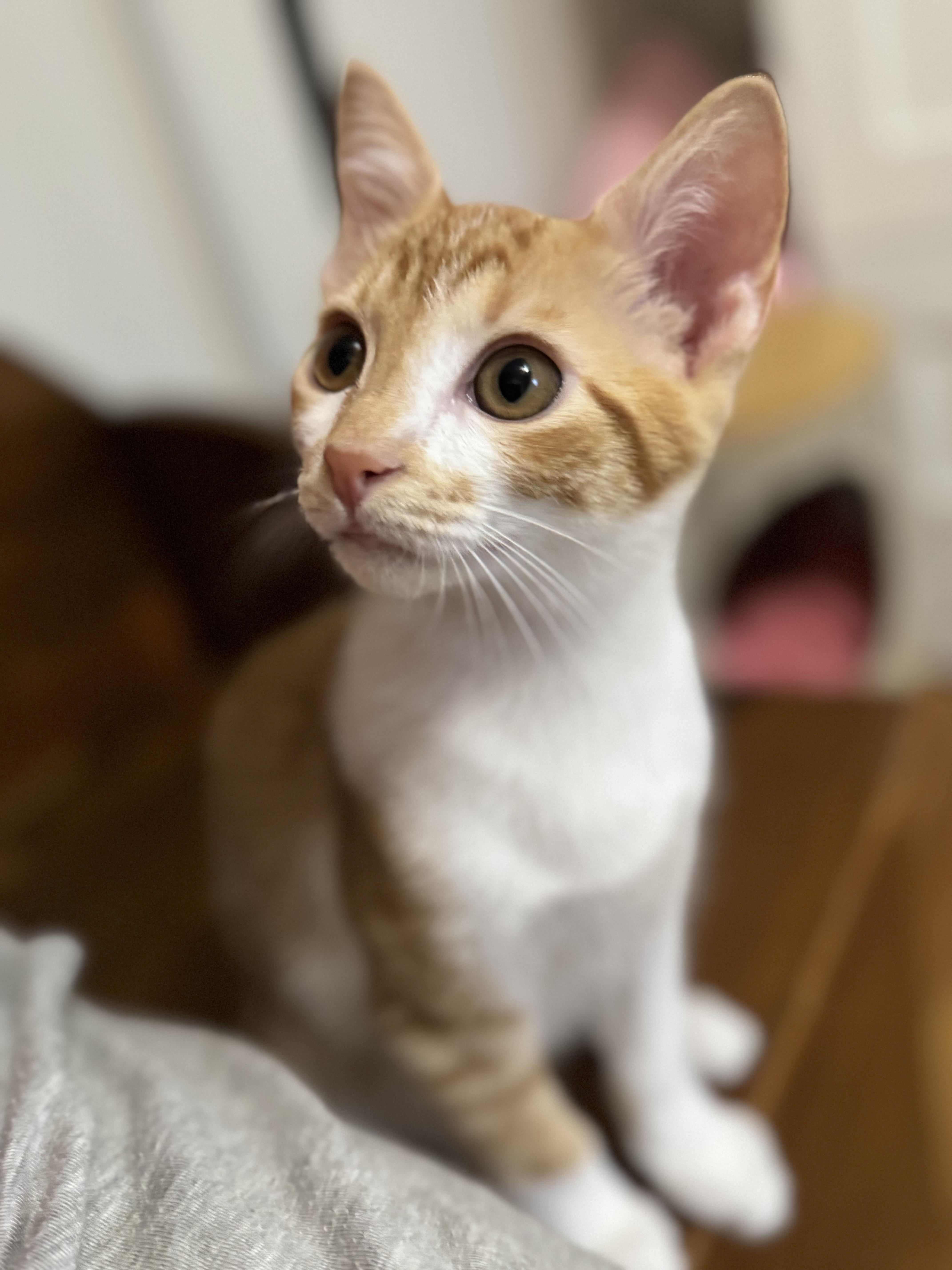 Jax, a ADOPTABLE American Shorthair in North Chesterfield, VA image 3/3