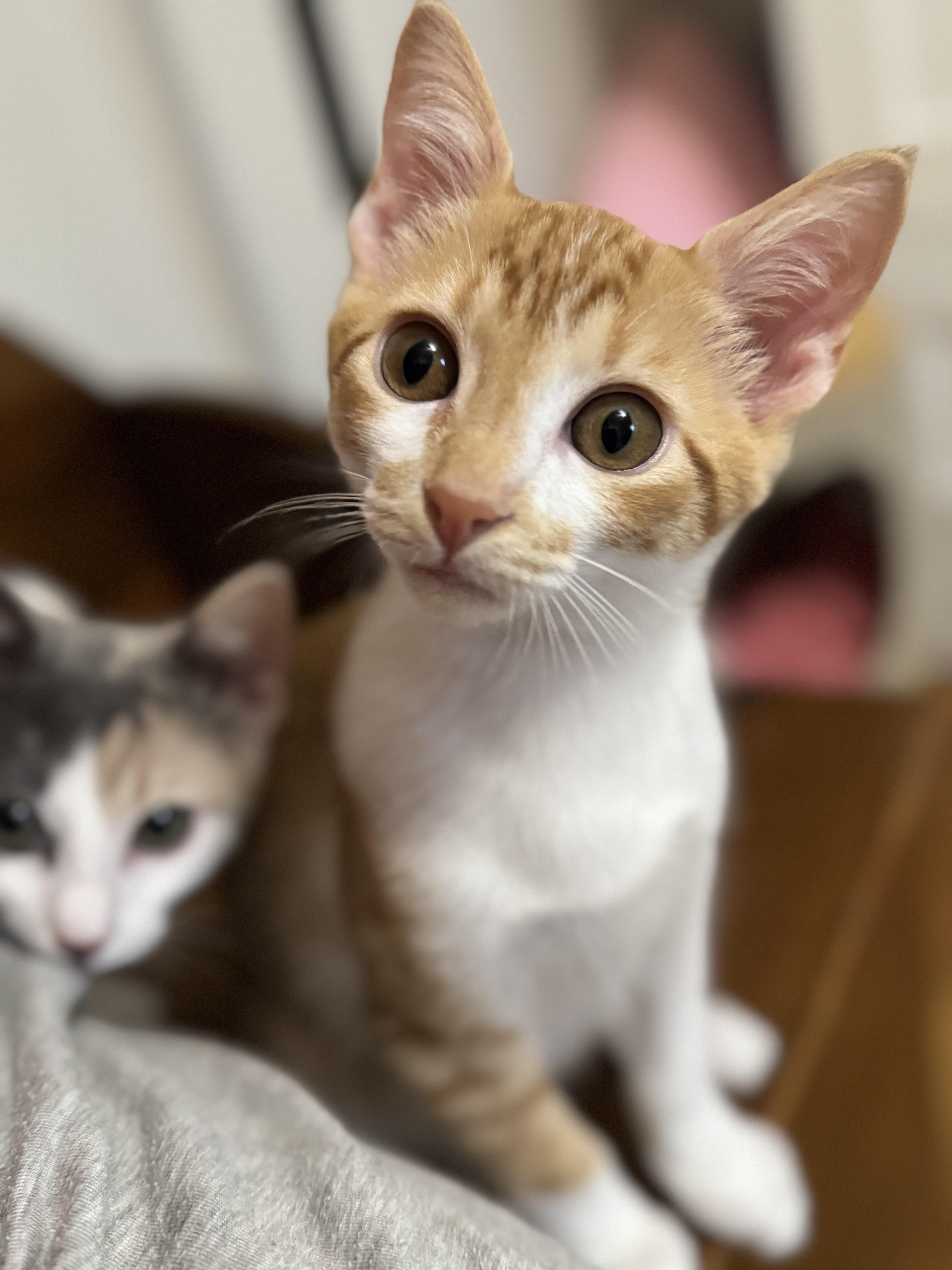 Jax, a ADOPTABLE American Shorthair in North Chesterfield, VA image 2/3