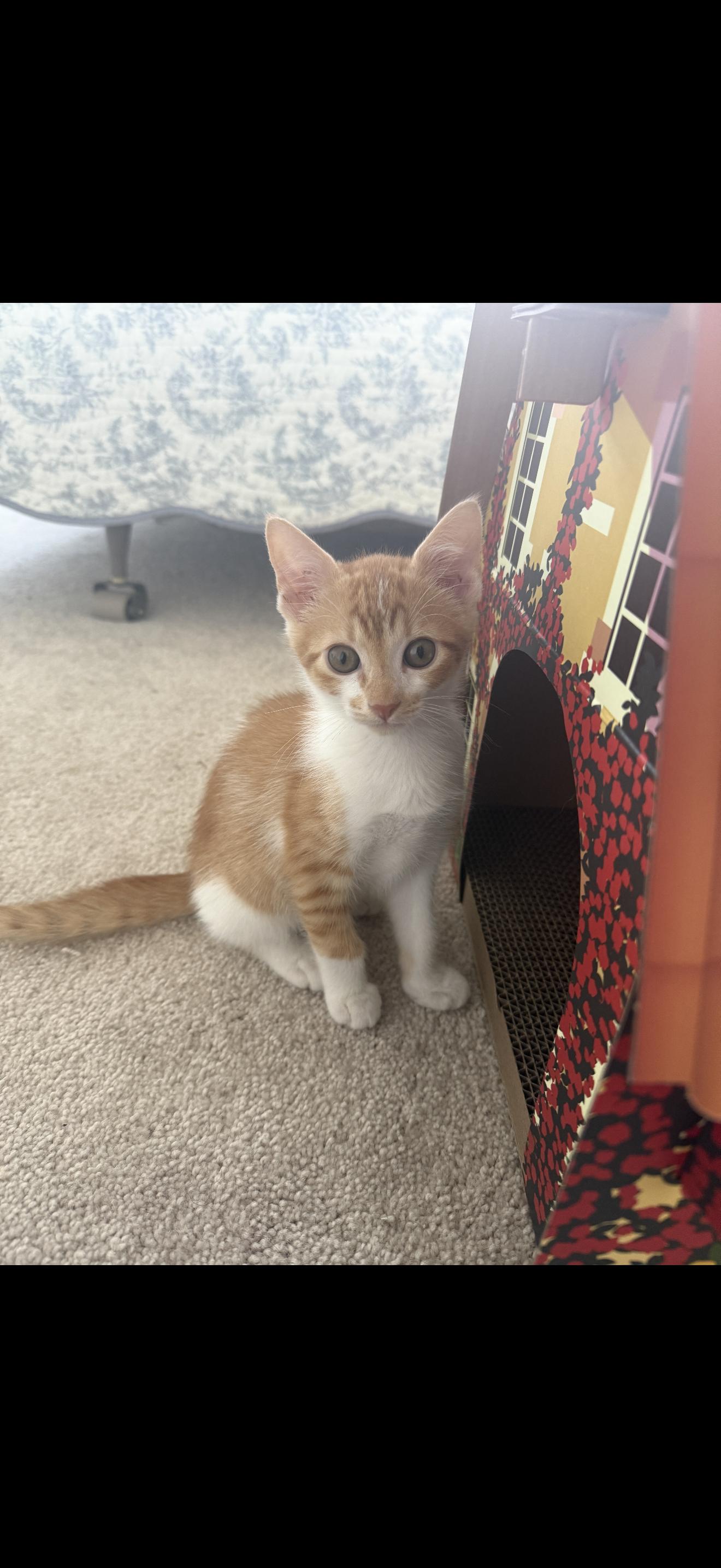 Jax, ADOPTABLE, Kitten Male American Shorthair.