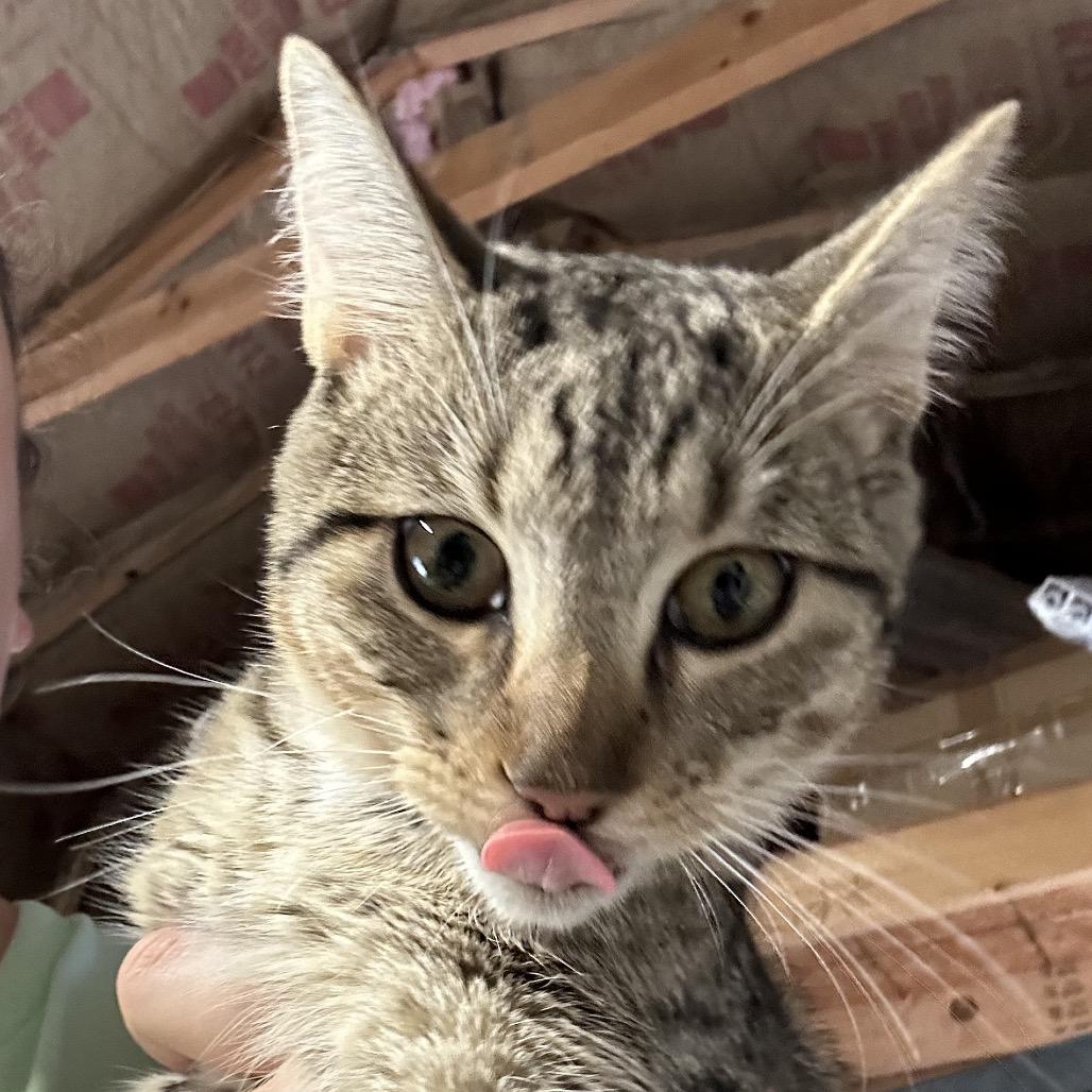 Snowflake, Adoptable, Young Female American Shorthair.