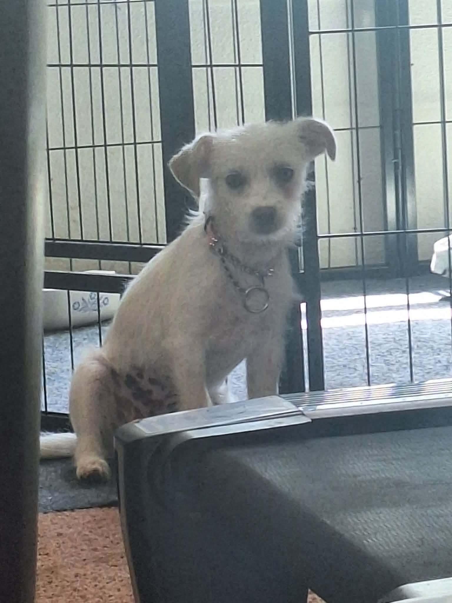 Enlarge Bree, a ADOPTABLE Fox Terrier in Eugene, OR image 2/2