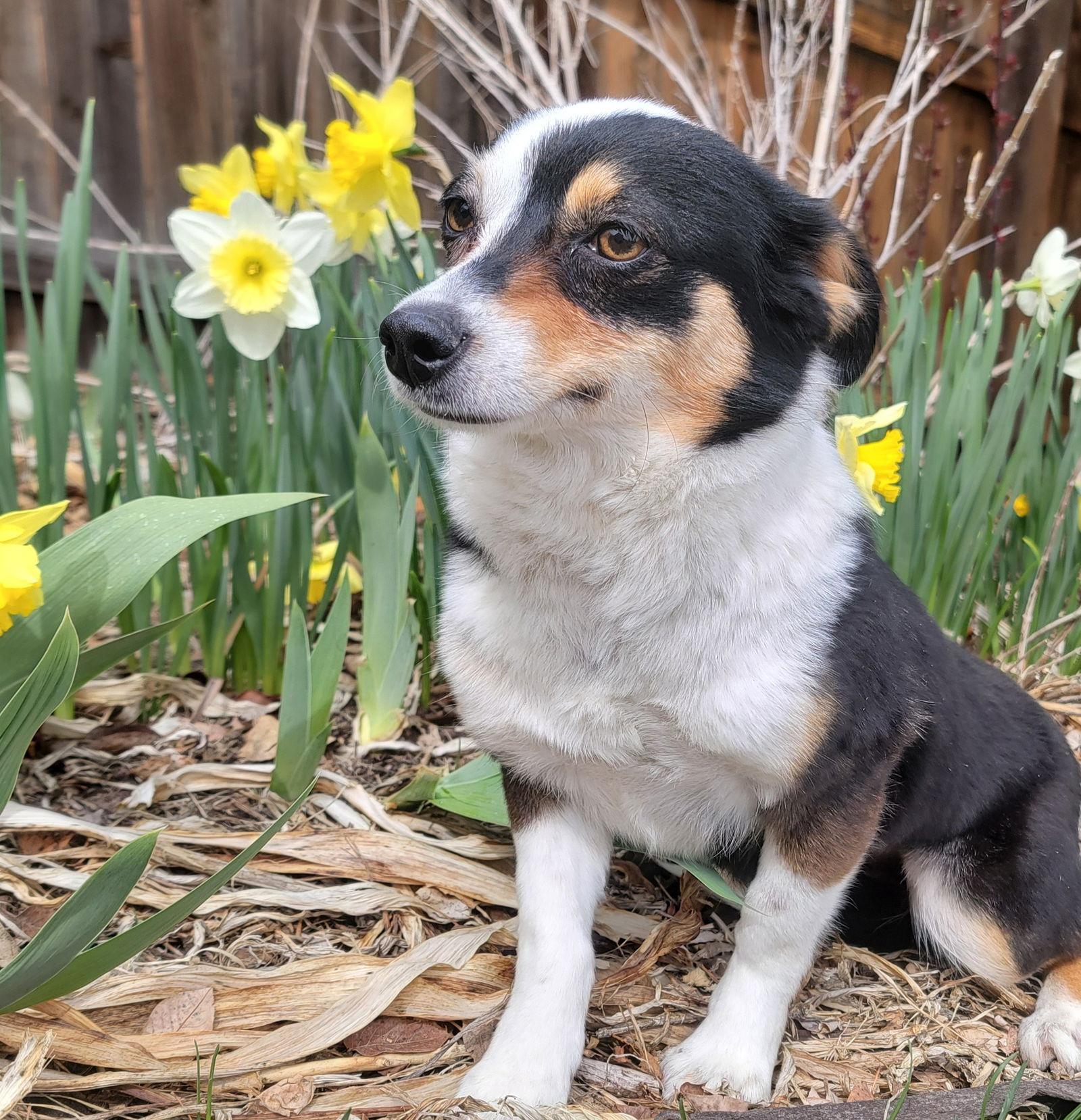 Carley, Adopted, Young Female Australian Shepherd & Corgi.