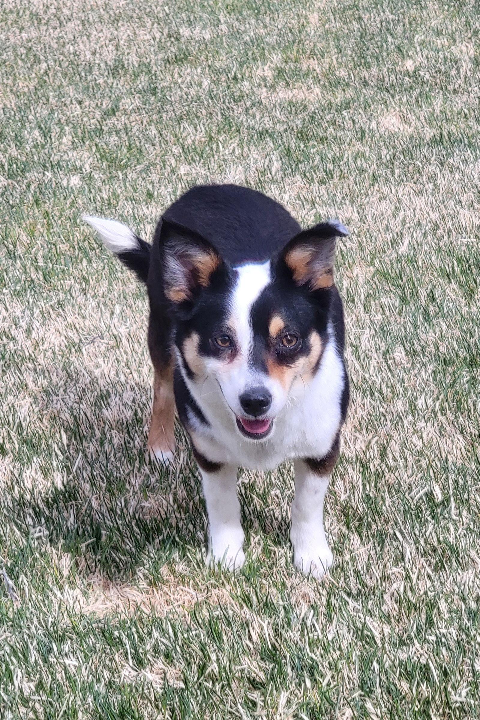 Enlarge Carley, a Adopted mixed breed in Denver, CO image 2/3