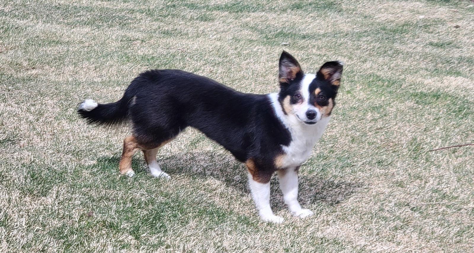 Enlarge Carley, a Adopted mixed breed in Denver, CO image 3/3