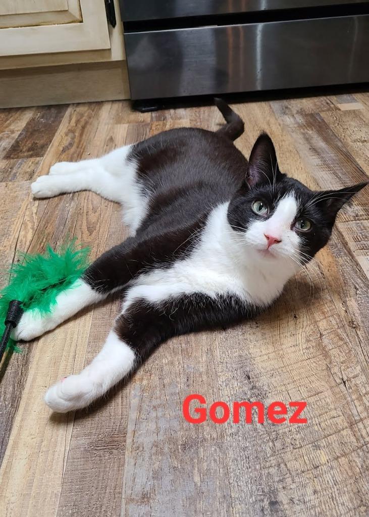 Enlarge Gomez, a Adoptable mixed breed in Minot, ND image 1/5