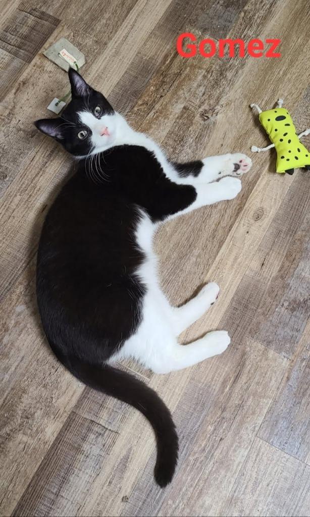 Enlarge Gomez, a Adoptable mixed breed in Minot, ND image 2/5