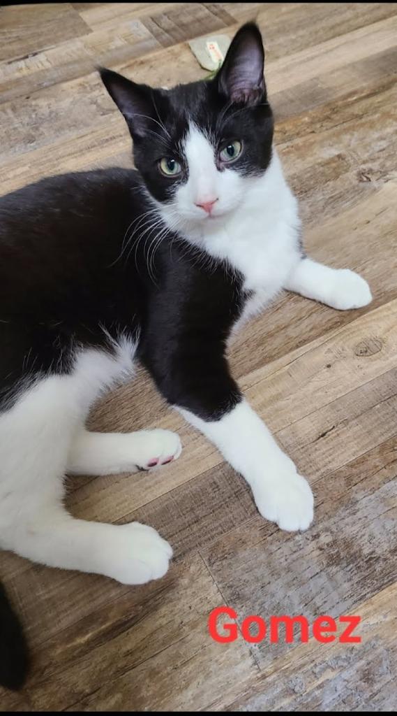 Enlarge Gomez, a Adoptable mixed breed in Minot, ND image 5/5