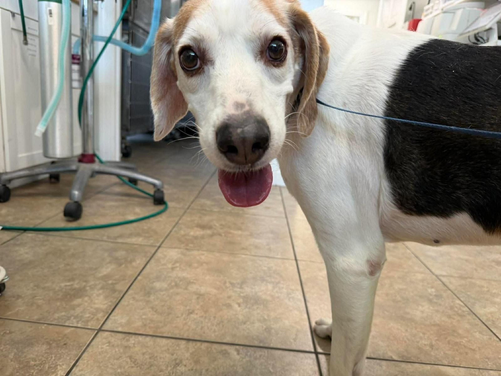 Enlarge Charlie, a Adoptable Coonhound in Jacksonville, NC image 1/2