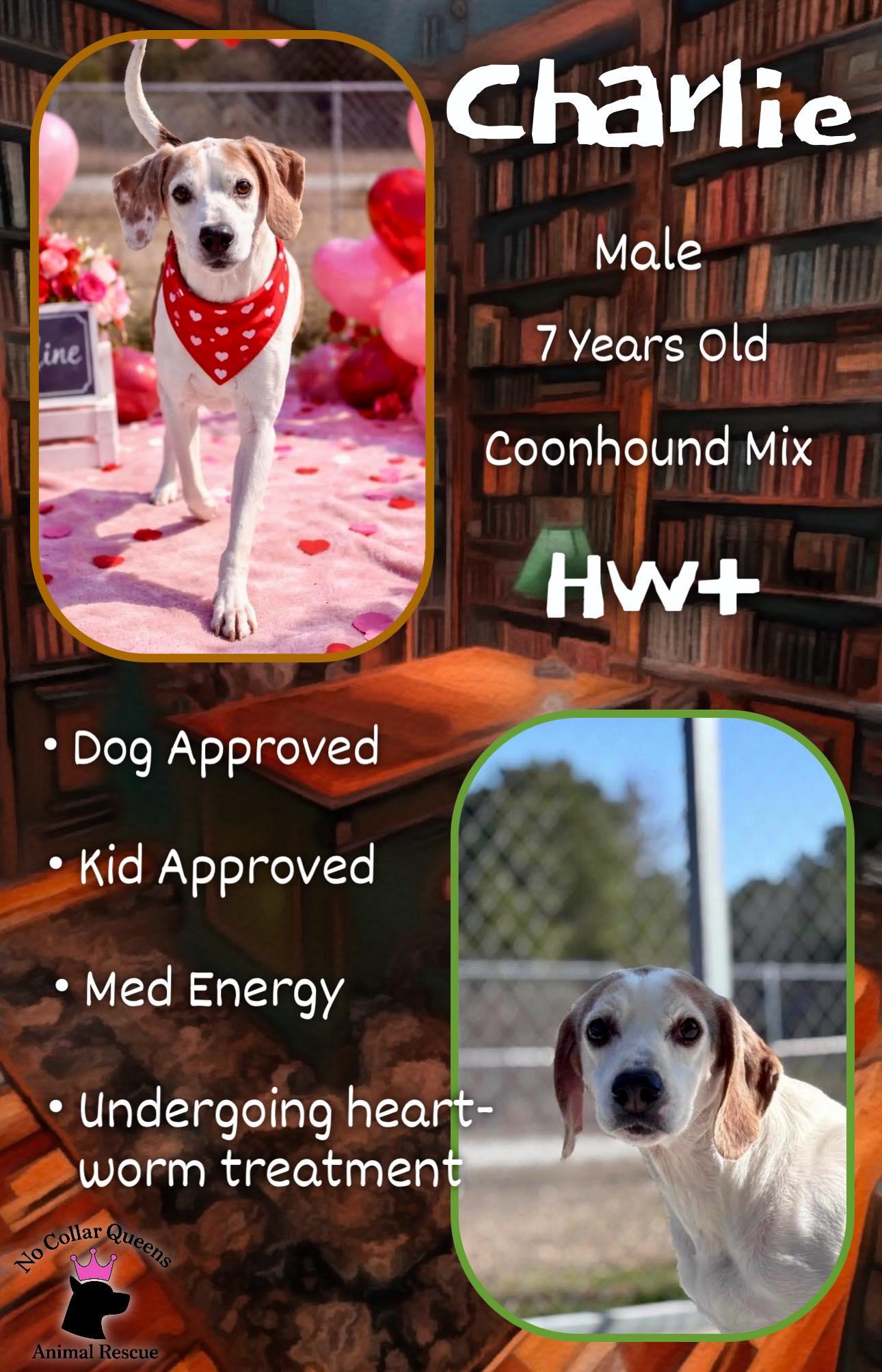 Enlarge Charlie, a Adoptable Coonhound in Jacksonville, NC image 2/2