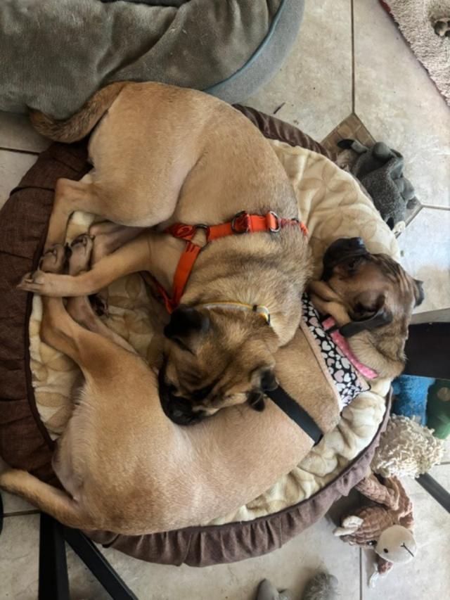 PHOEBE, a ADOPTABLE Pug in Cary, NC image 4/4