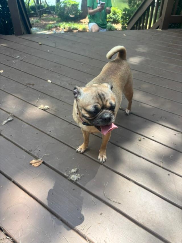 PHOEBE, a ADOPTABLE Pug in Cary, NC image 3/4