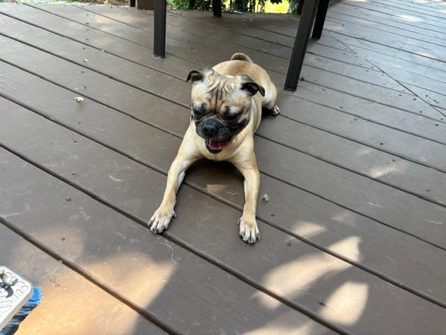 PHOEBE, a ADOPTABLE Pug in Cary, NC image 2/4