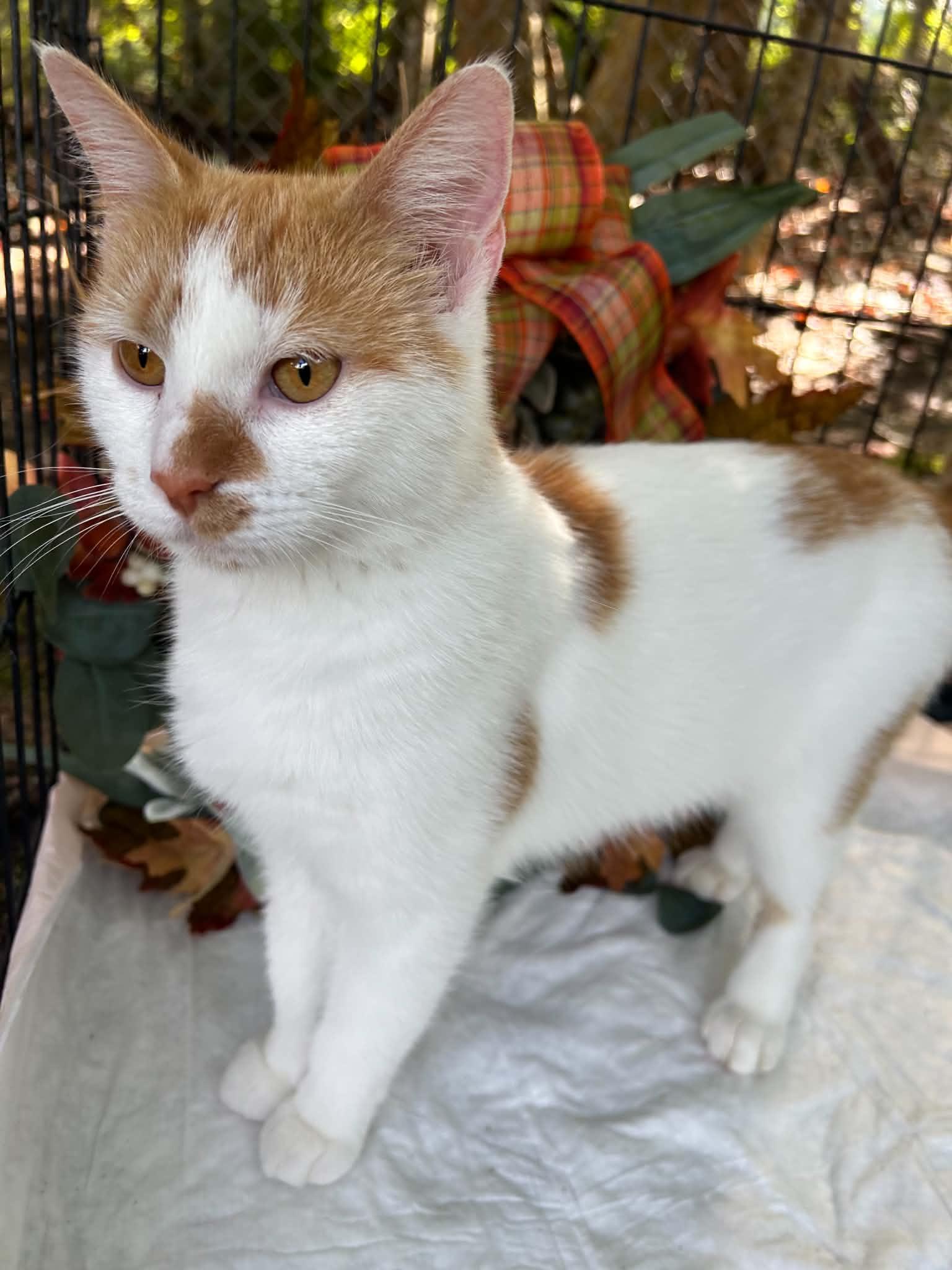 Enlarge Autumn, a Adoptable Domestic Short Hair in Beckley, WV image 2/4