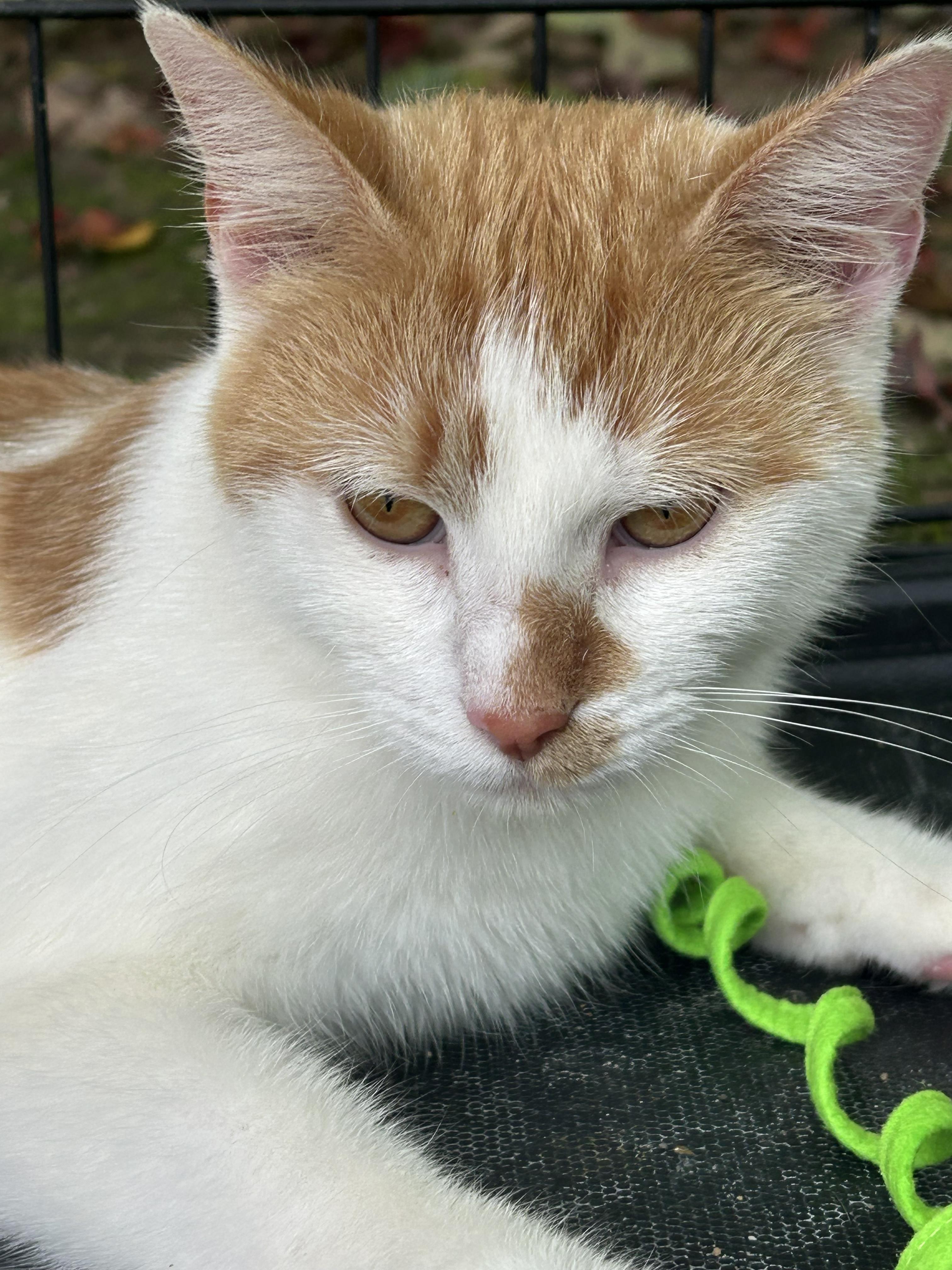 Enlarge Autumn, a Adoptable Domestic Short Hair in Beckley, WV image 3/4