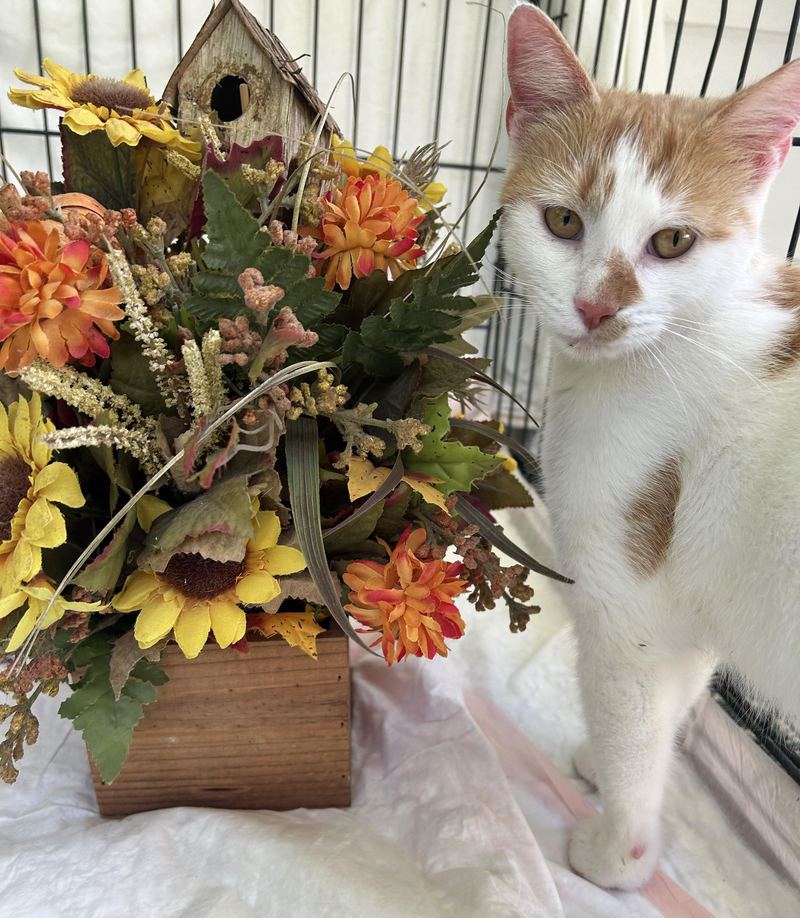 Enlarge Autumn, a Adoptable Domestic Short Hair in Beckley, WV image 4/4