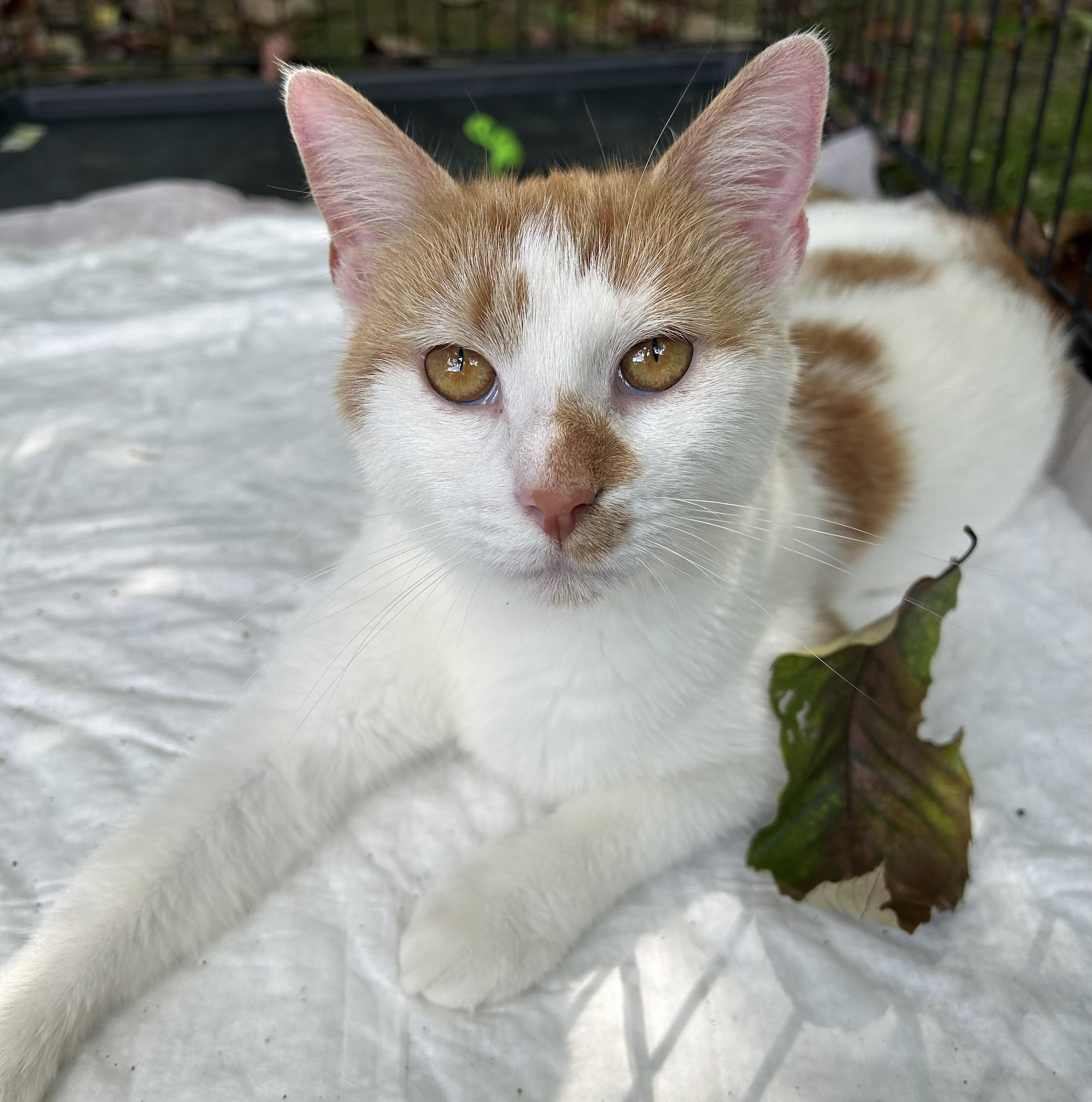 Autumn, Adoptable, Young Female Domestic Short Hair.