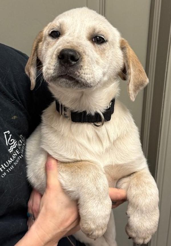 Sausage, Adoptable, Puppy Male Anatolian Shepherd.