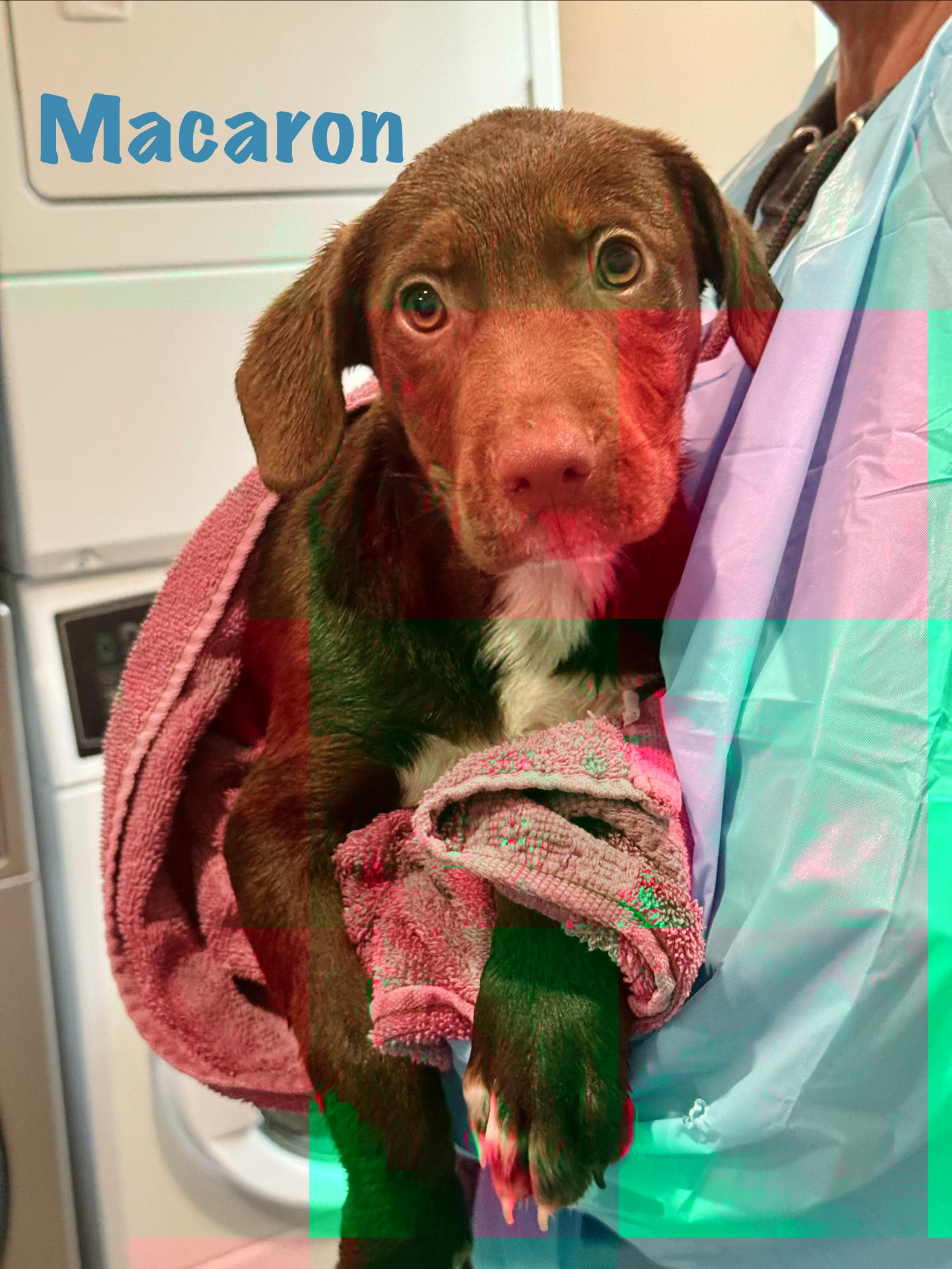 Macaron, Adoptable, Puppy Male Mixed Breed.