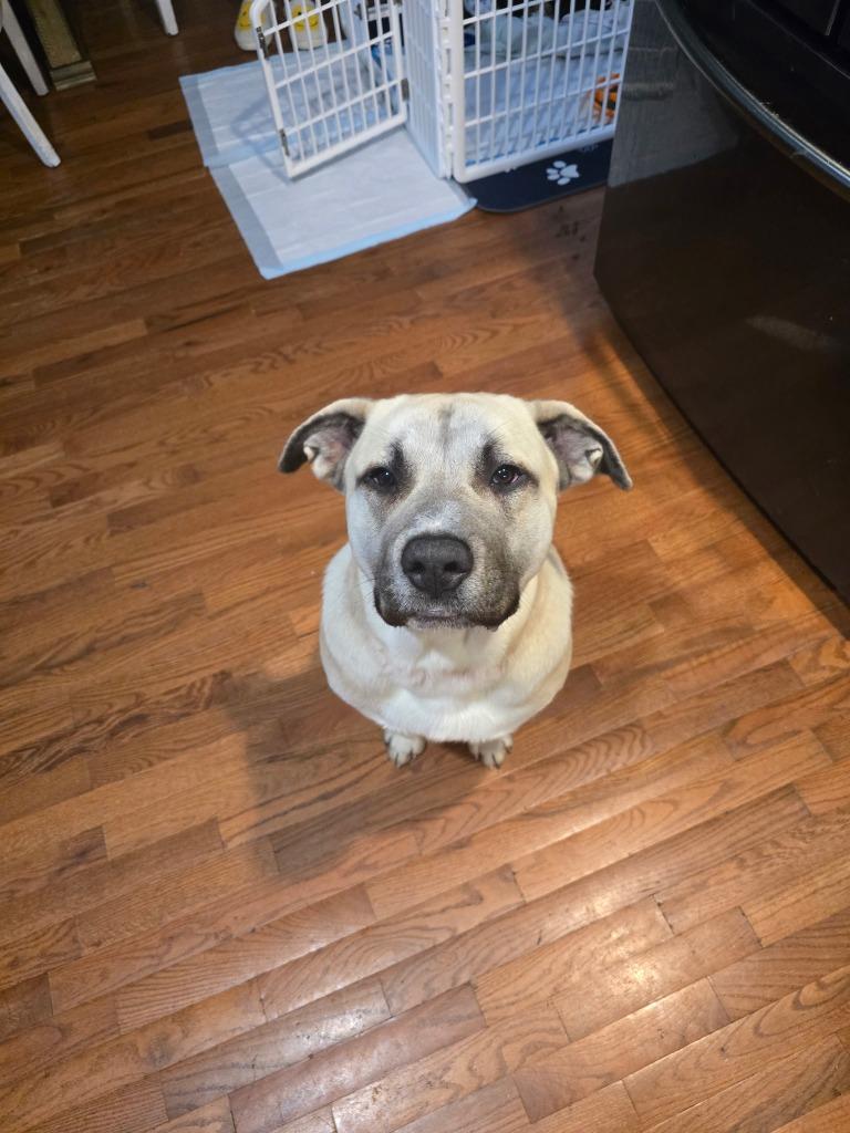 Maddox, Adoptable, Young Male Pit Bull Terrier & Black Mouth Cur.