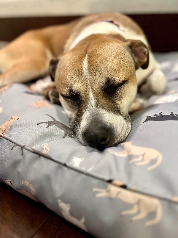 Chanel Belle your built in bestie with bonus wiggles 4