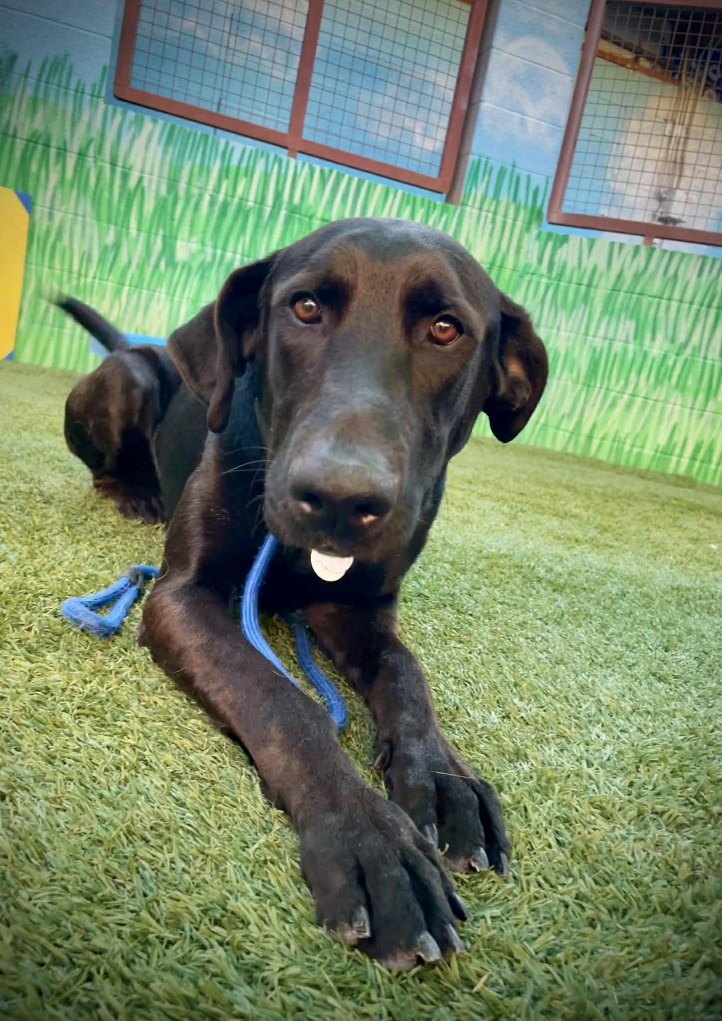 Denali, adoptable, Young Male Black Labrador Retriever.
