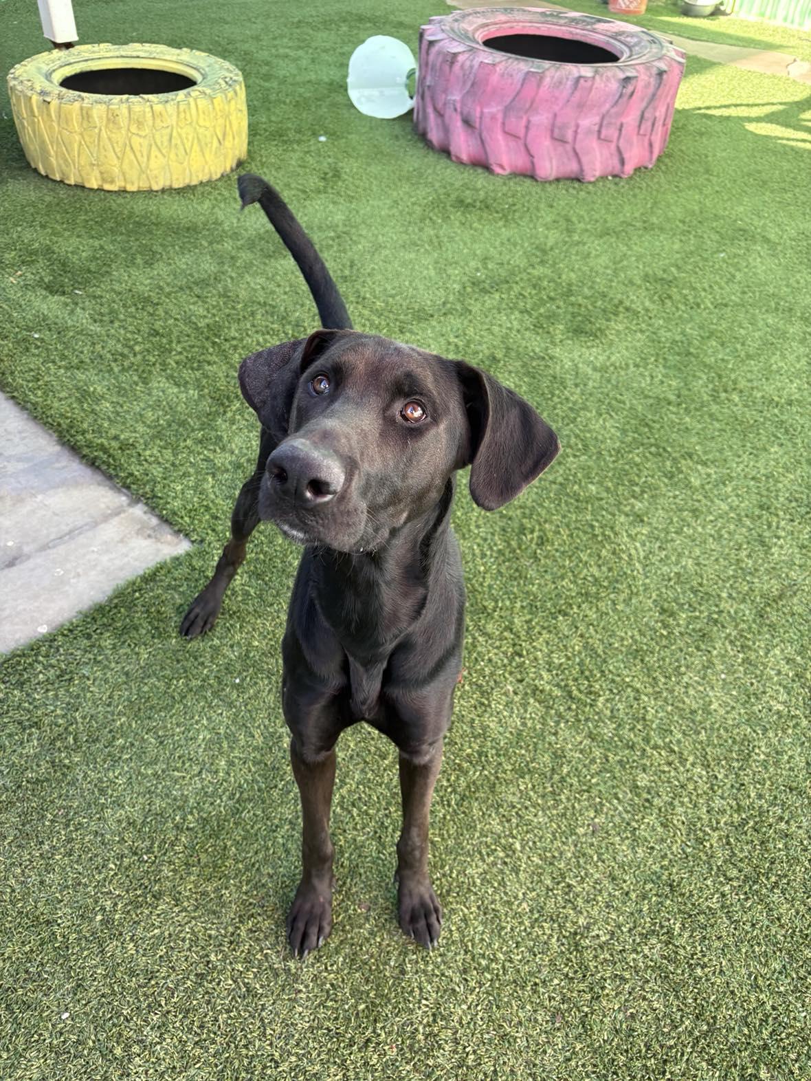 Enlarge Denali, an adoptable mixed breed in Phoenix, AZ image 4/6