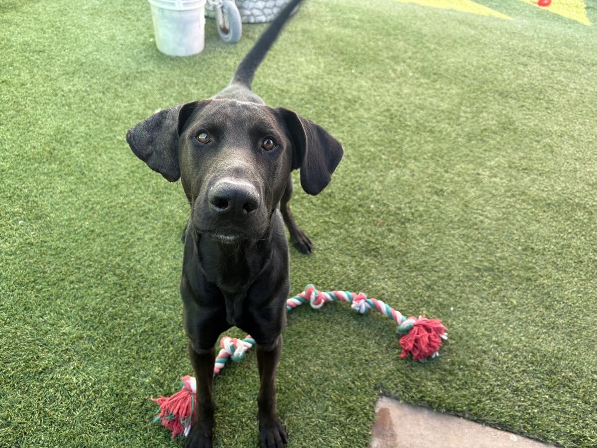 Enlarge Denali, an adoptable mixed breed in Phoenix, AZ image 5/6