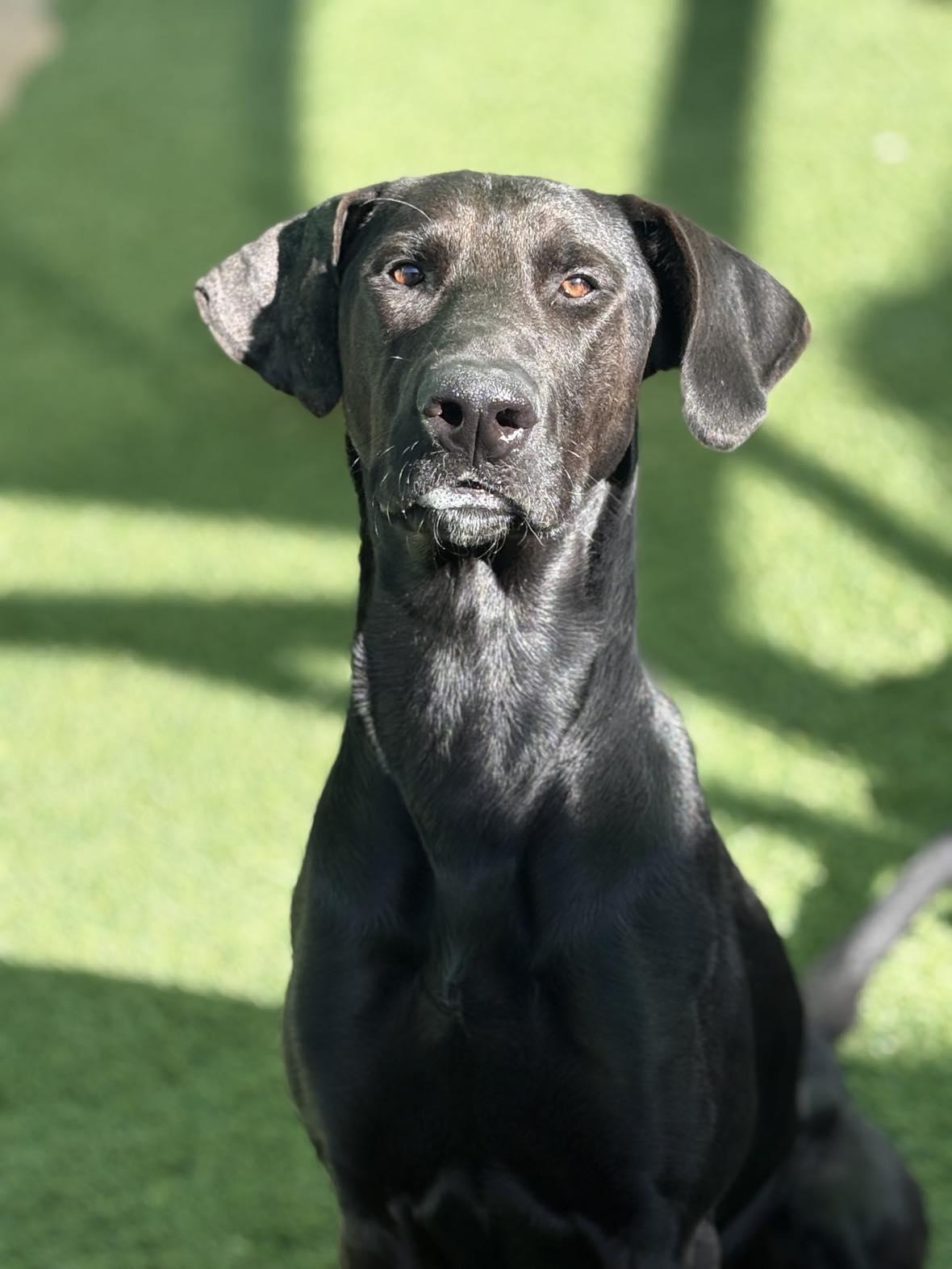 Enlarge Denali, an adoptable mixed breed in Phoenix, AZ image 2/6