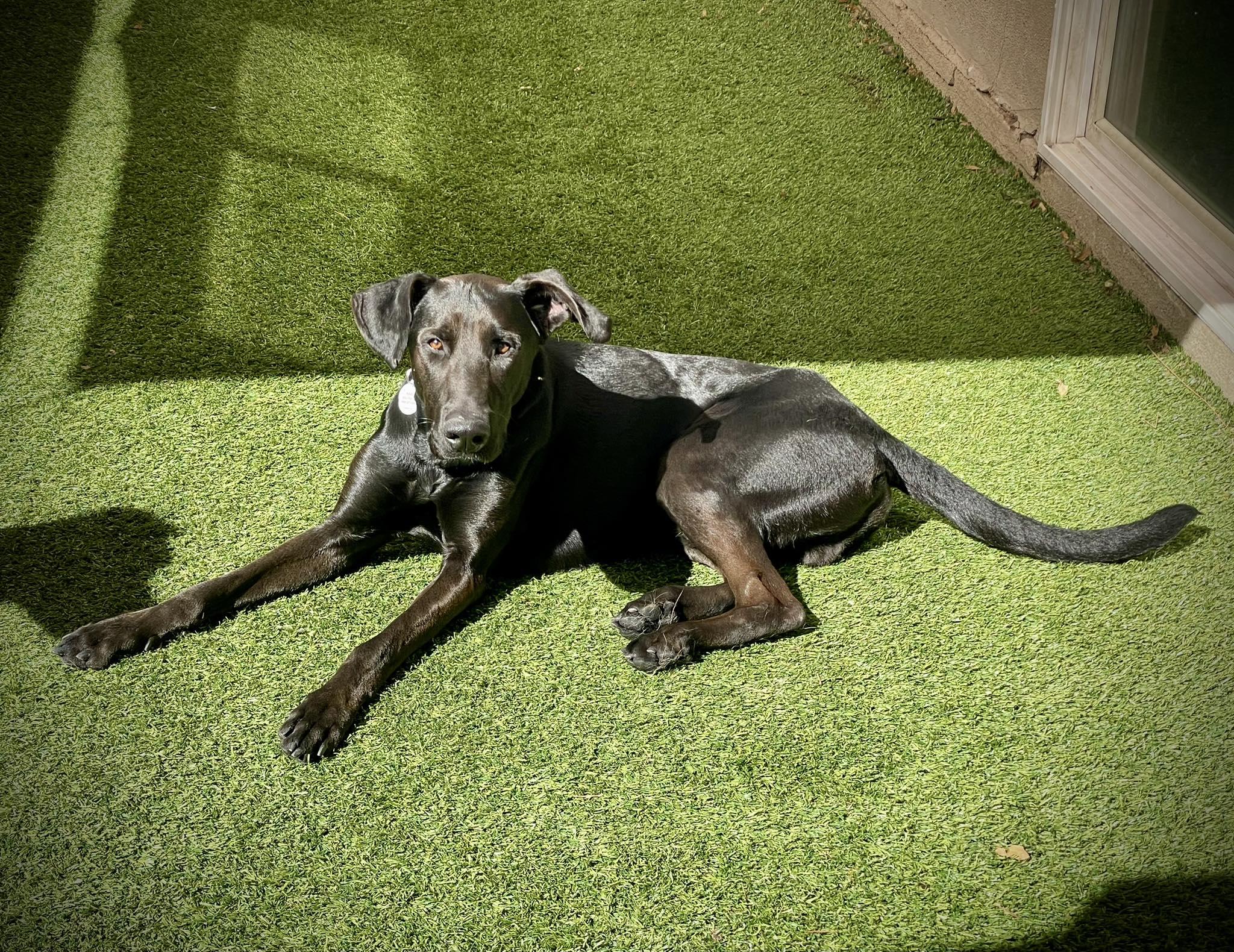 Denali, adoptable, Young Male Black Labrador Retriever.