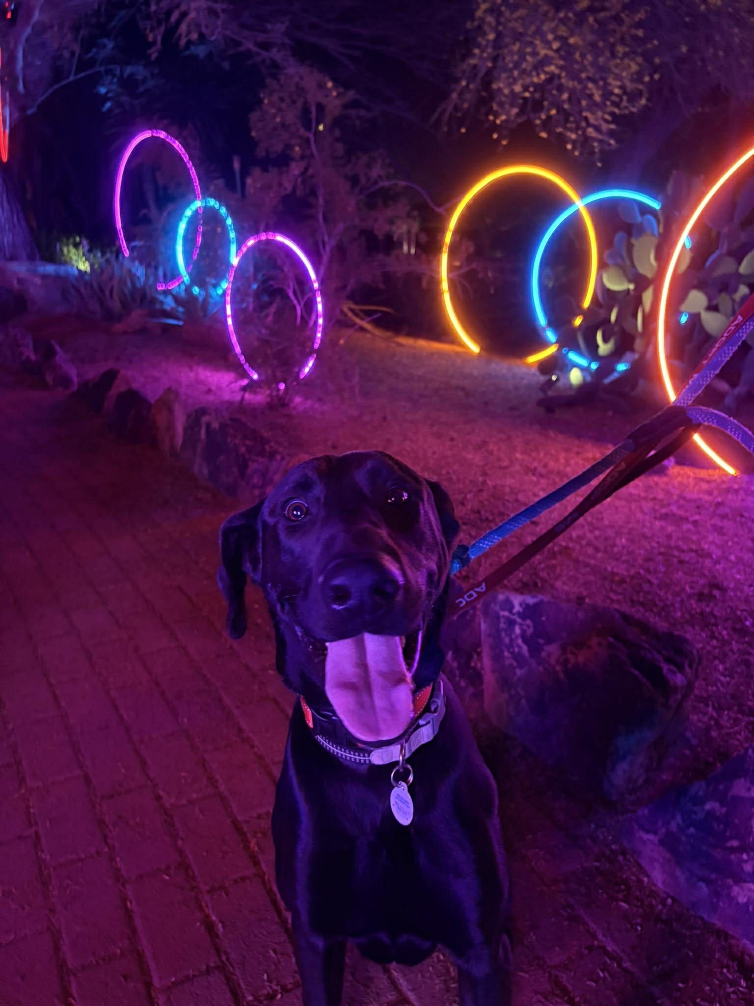 Denali, adoptable, Young Male Black Labrador Retriever.