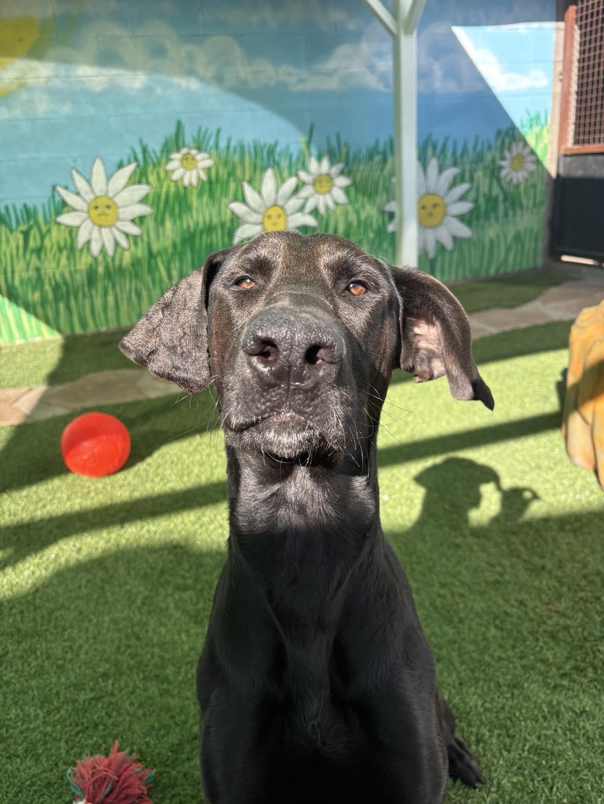 Denali, adoptable, Young Male Black Labrador Retriever.