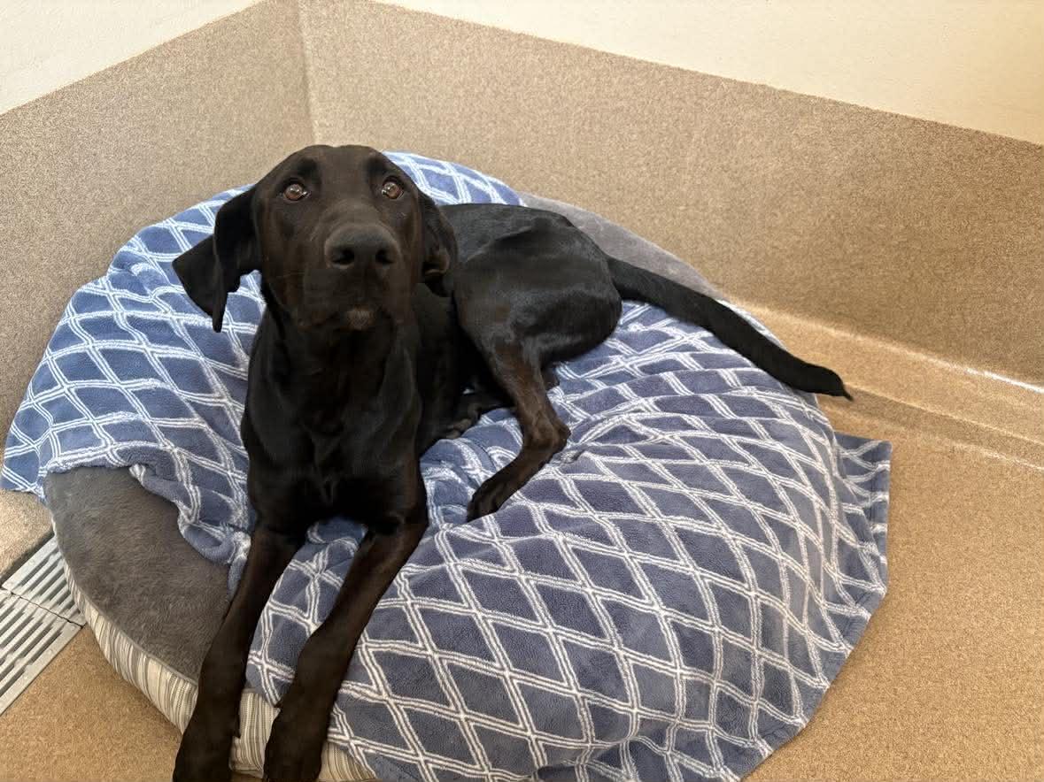 Enlarge Denali, an adoptable mixed breed in Phoenix, AZ image 1/6