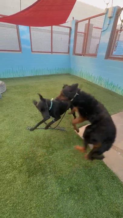 Enlarge Denali, an adoptable mixed breed in Phoenix, AZ video 6/6