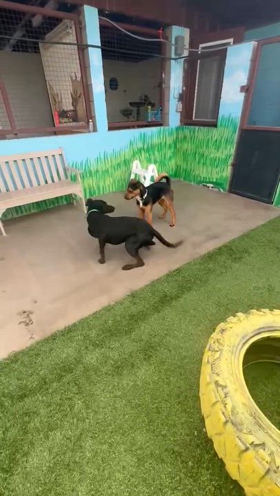 Enlarge Denali, an adoptable mixed breed in Phoenix, AZ video 3/6