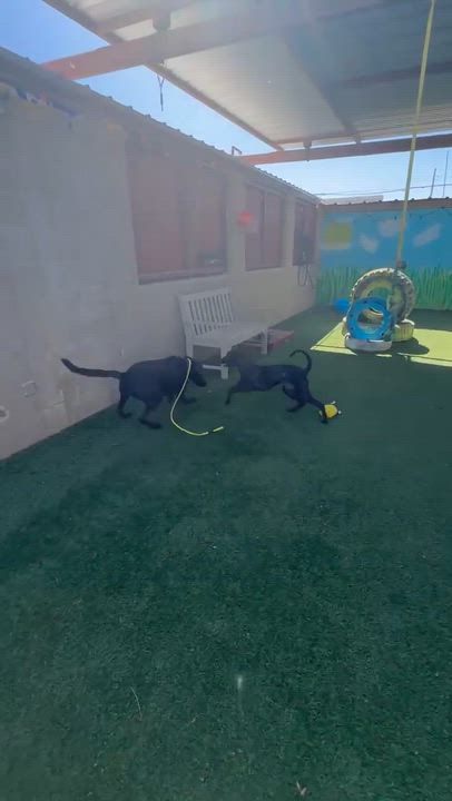 Enlarge Denali, an adoptable mixed breed in Phoenix, AZ video 6/6