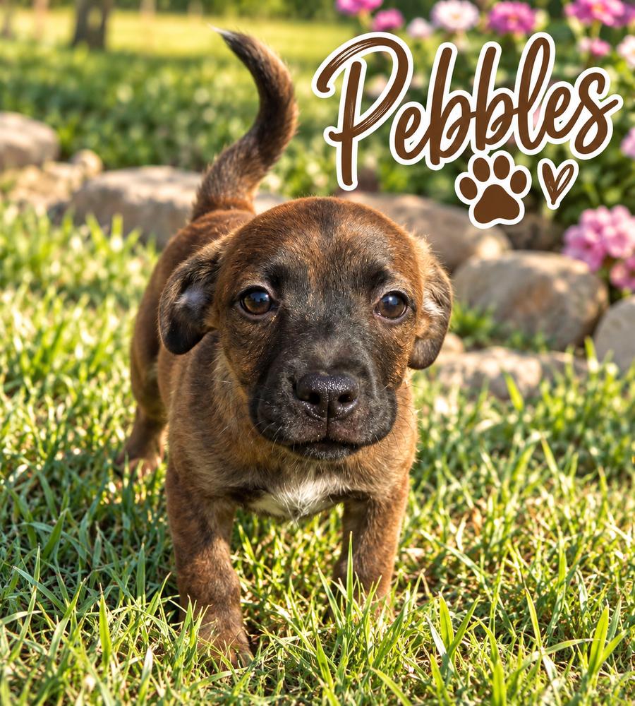 Pebbles, Adoptable, Puppy Female Spaniel.