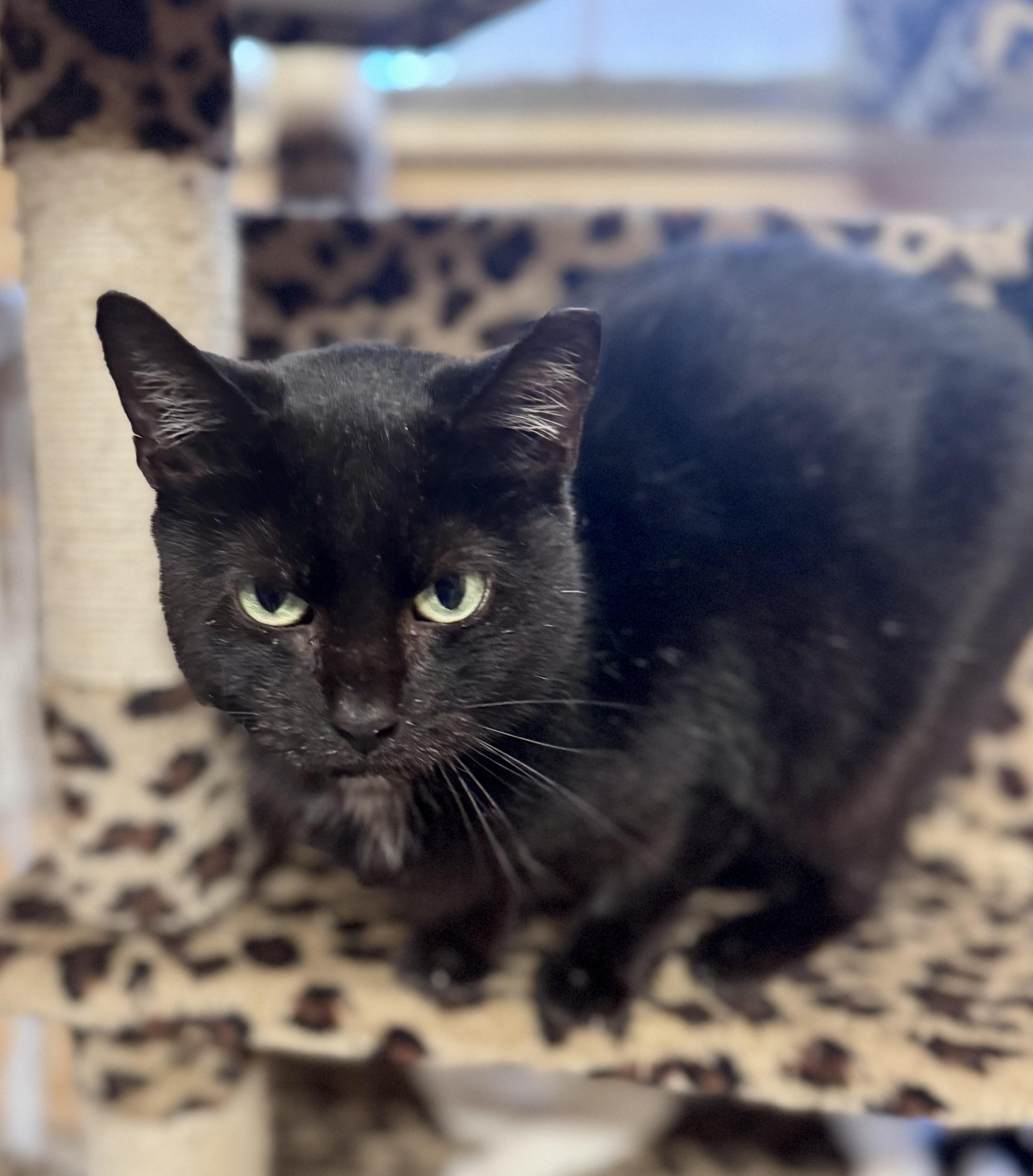 Enlarge Salem, a ADOPTABLE American Shorthair in Saint Augustine, FL image 3/3