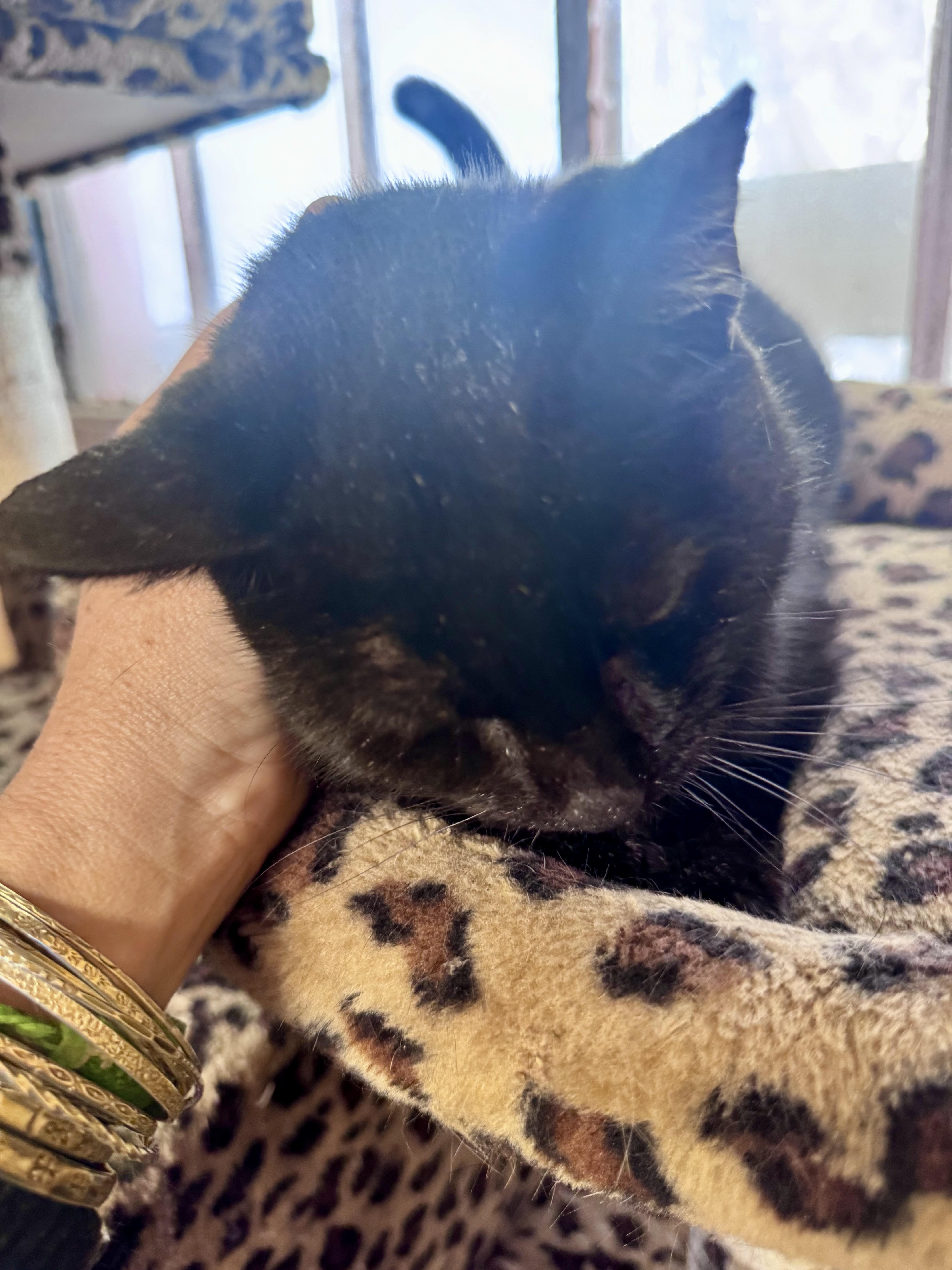 Enlarge Salem, a ADOPTABLE American Shorthair in Saint Augustine, FL image 2/3