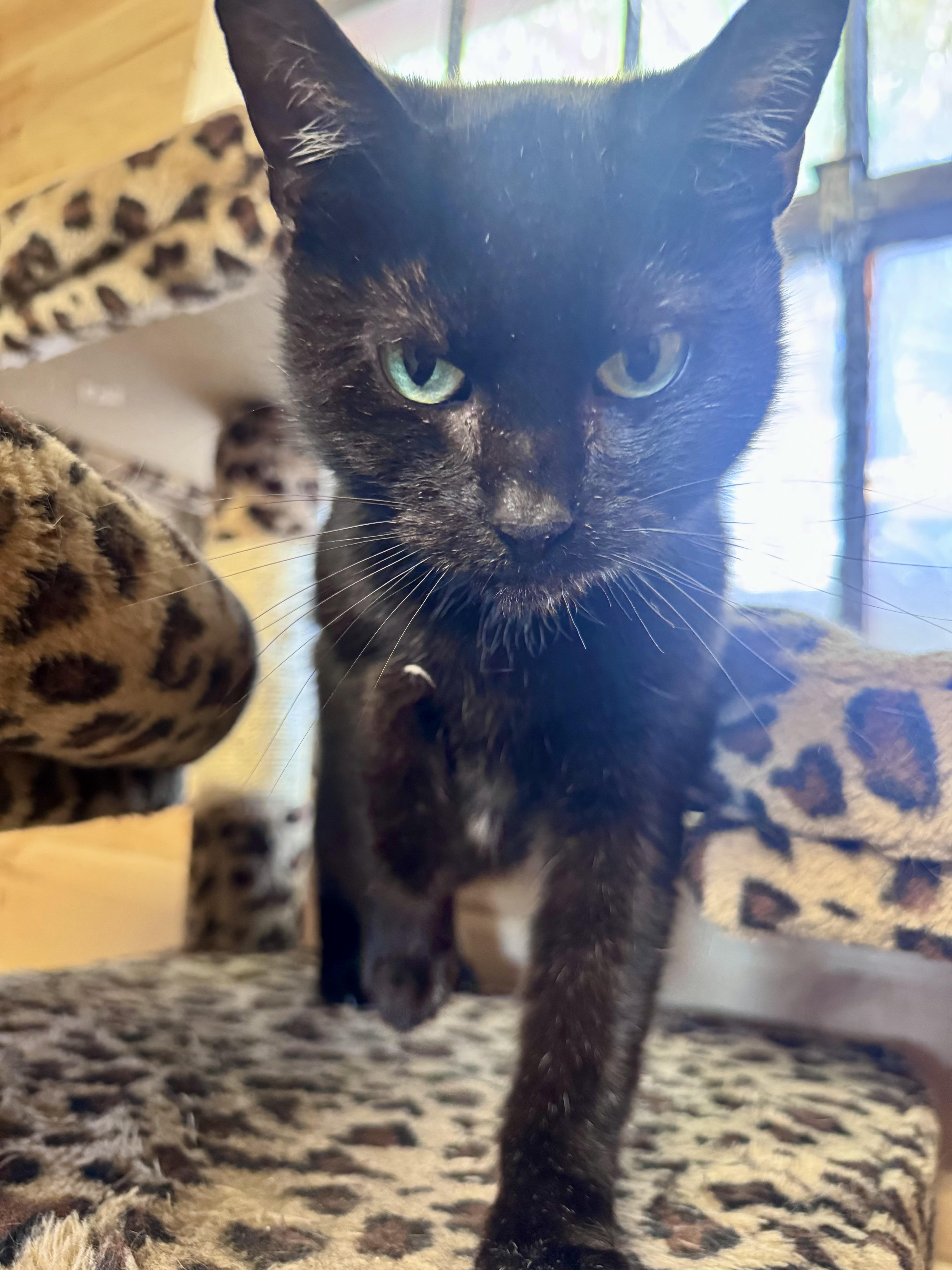 Salem, ADOPTABLE, Adult Female American Shorthair.