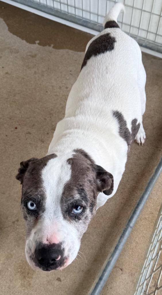 Glitter, Adoptable, Adult Female Staffordshire Bull Terrier & Mixed Breed.