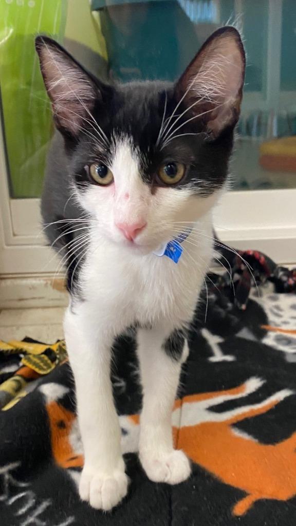 RASCAL, Adoptable, Kitten Male Domestic Short Hair.