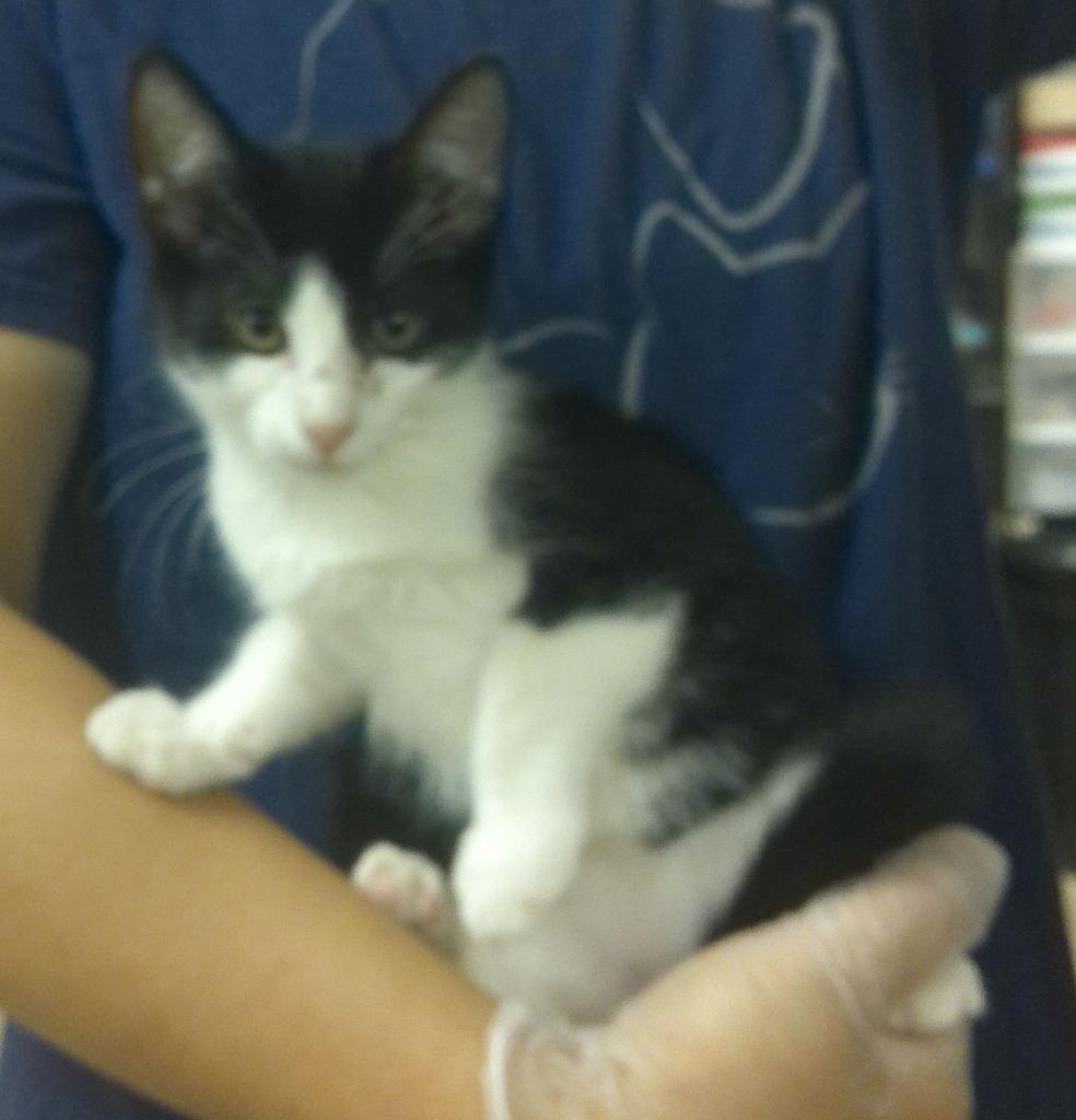 RASCAL, a Adoptable Domestic Short Hair in Lemoore, CA image 2/3