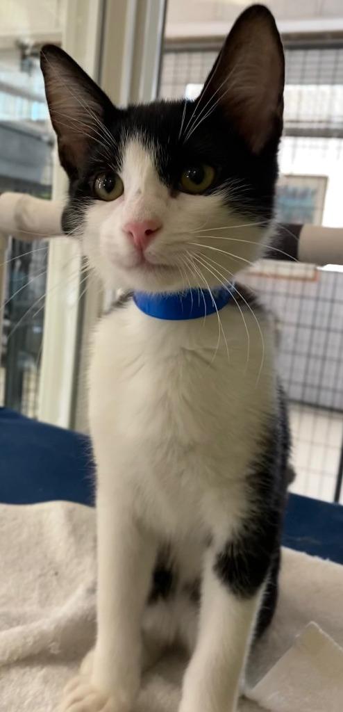 RASCAL, a Adoptable Domestic Short Hair in Lemoore, CA image 3/3