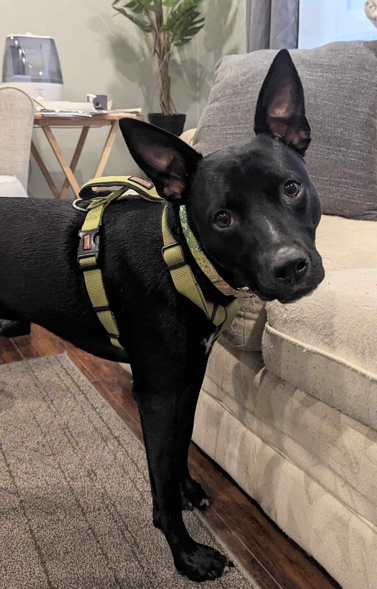 Enlarge Hickey (20220802-05), a Adoptable mixed breed in Welland, ON image 2/5