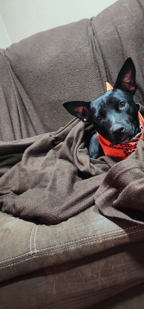 Hickey (20220802-05), Adoptable, Adult Female Labrador Retriever & Australian Kelpie.