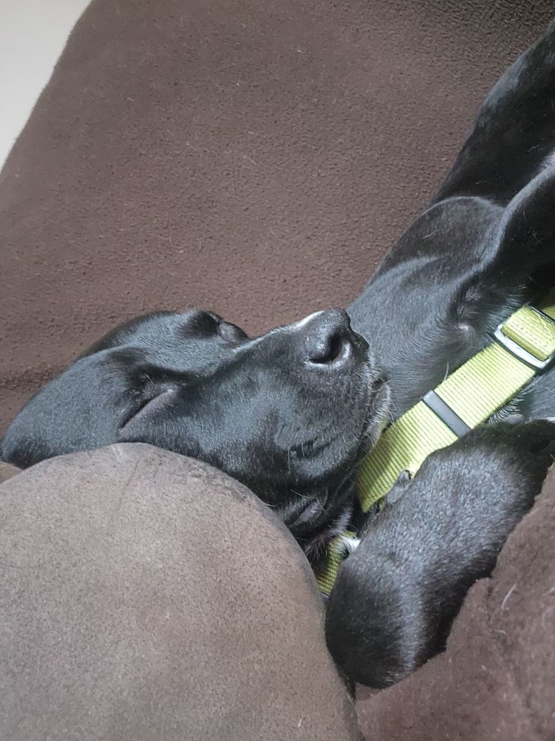 Hickey (20220802-05) — thumbnail 3